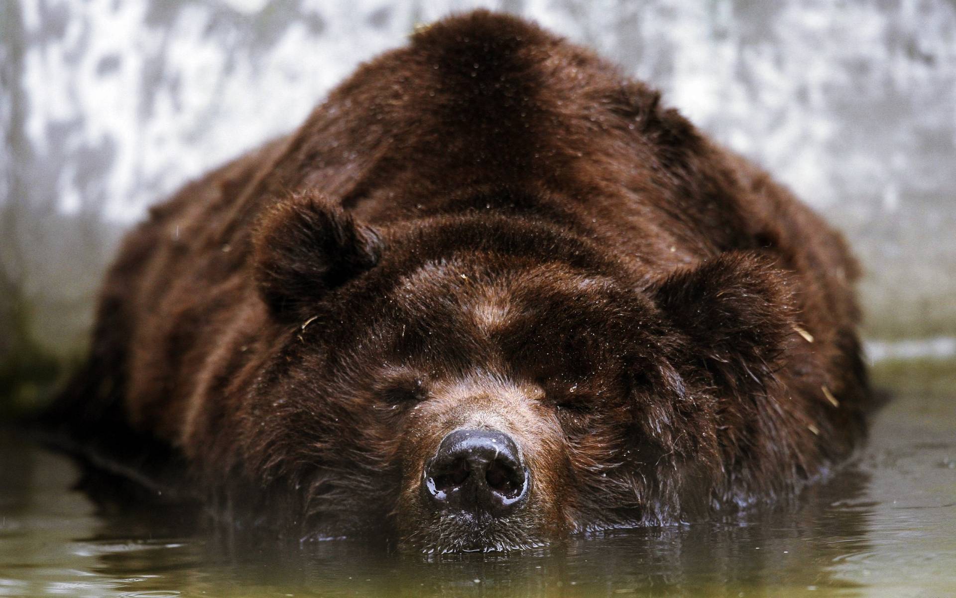 медведь в воде Хищники картинки, обои рабочий стол