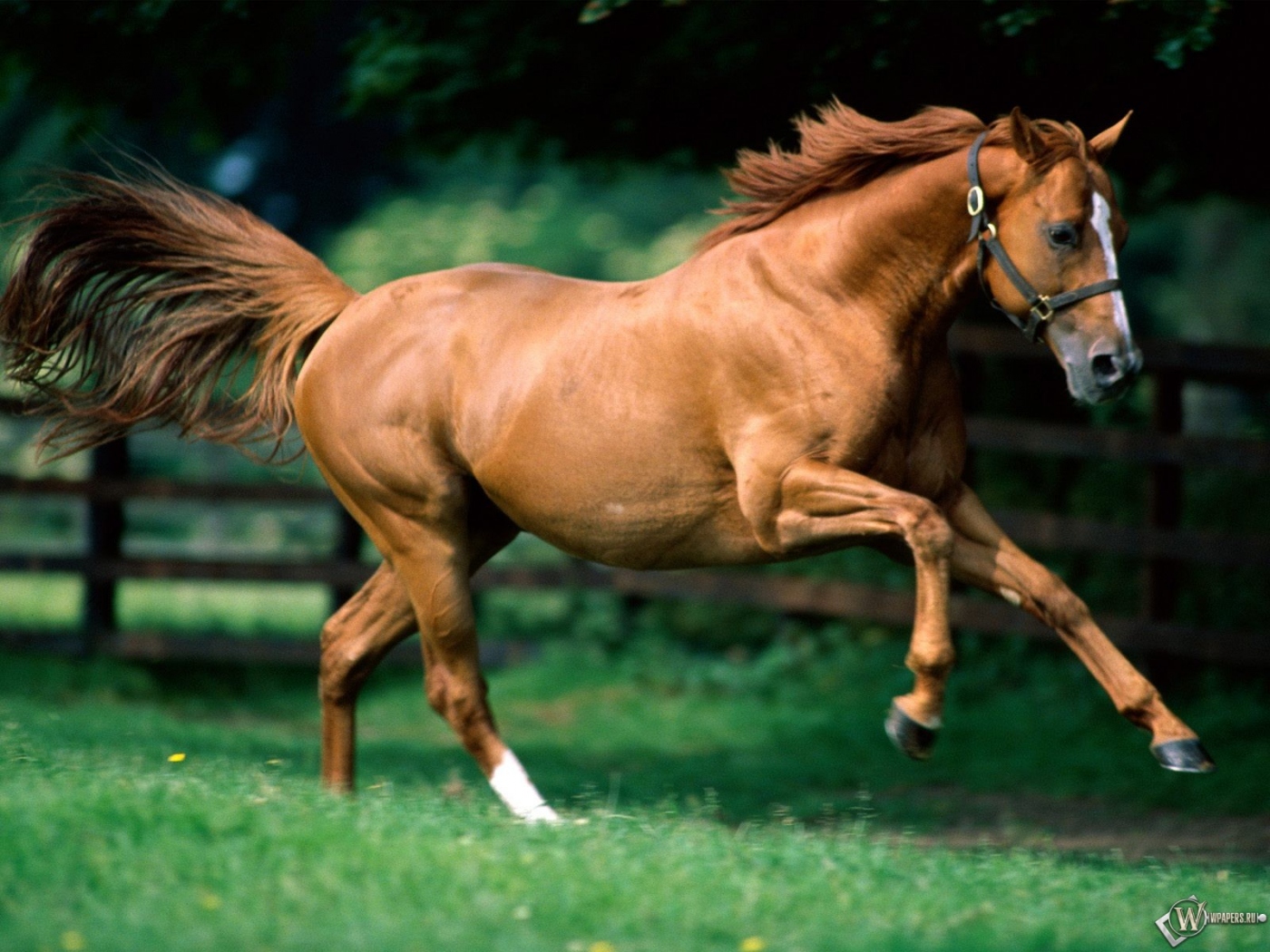 Красивый конь Травоядные картинки, обои рабочий стол