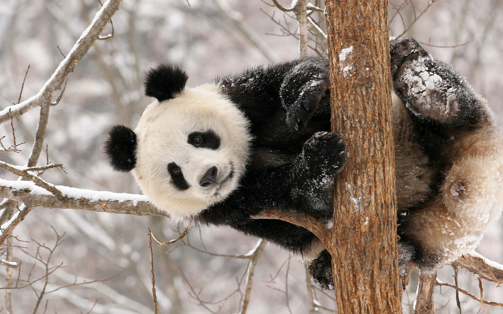 Панда на дереве, зима Травоядные картинки, обои рабочий стол