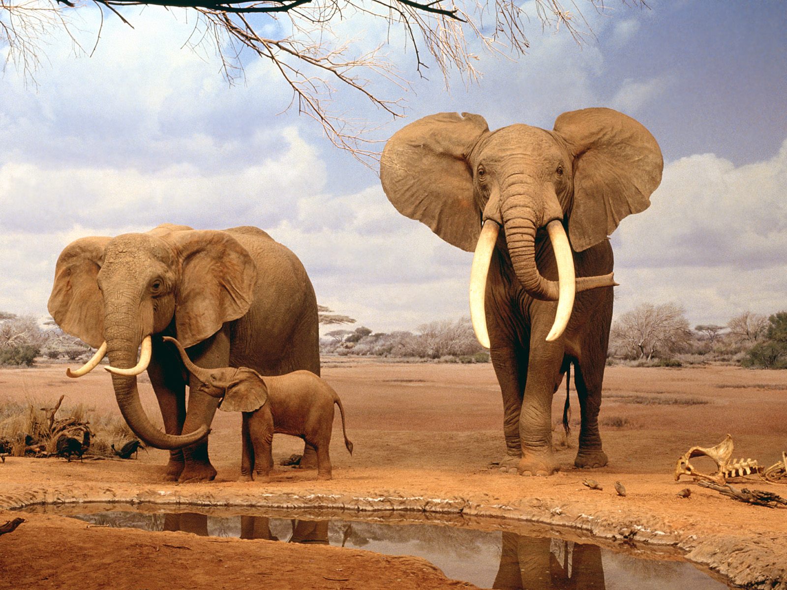 Слон, слониха и слоненок на водопое Травоядные картинки, обои рабочий стол