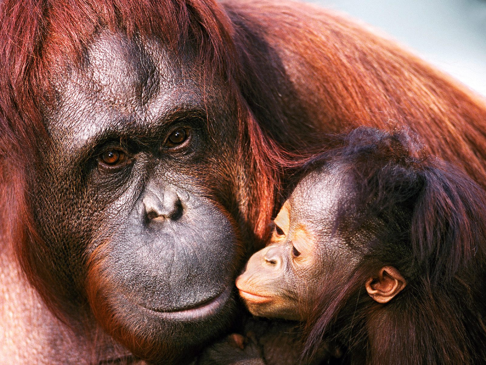 Обезьяна орангутан и ее ребенок Травоядные картинки, обои рабочий стол