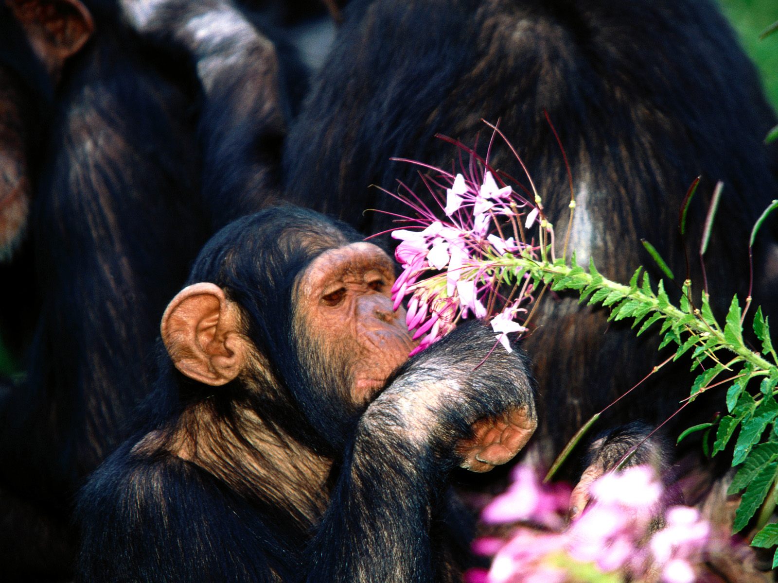 Красивая шимпанзе Травоядные картинки, обои рабочий стол