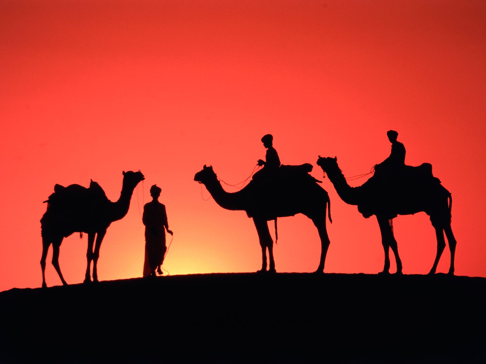 Верблюды на закате солнца Травоядные картинки, обои рабочий стол