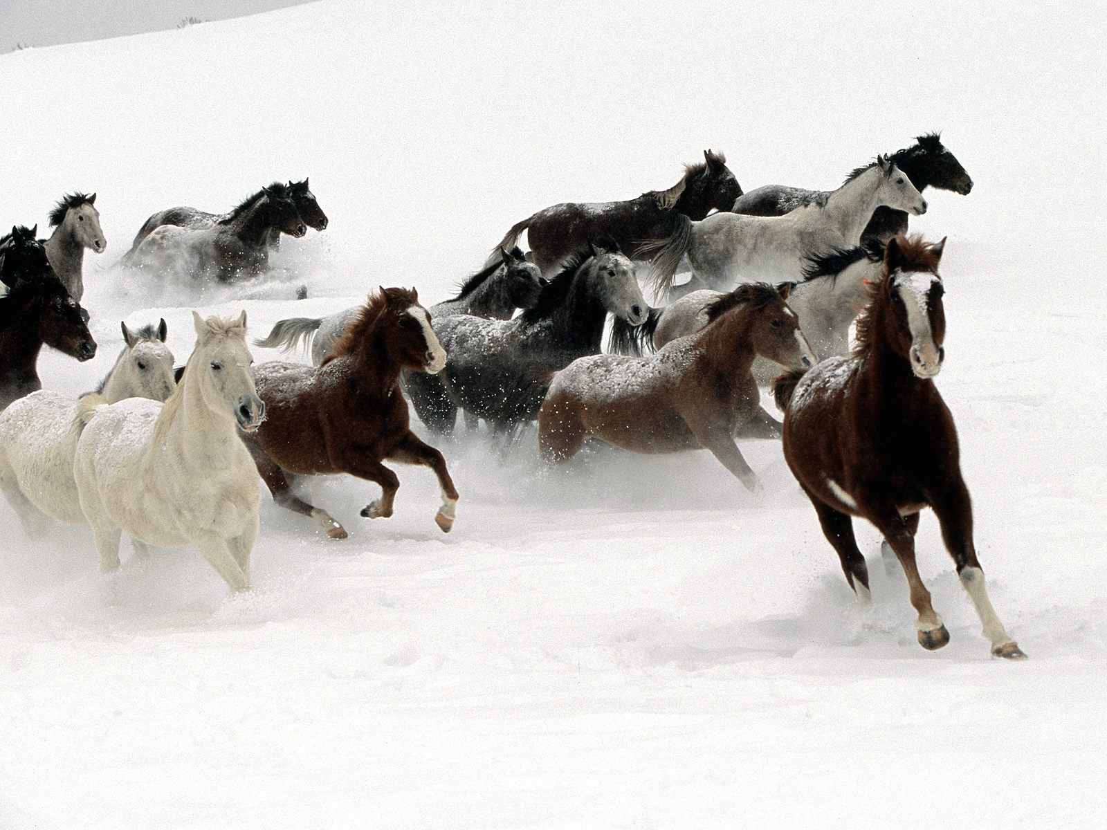 Стадо лошадей бежит по снегу Травоядные картинки, обои рабочий стол