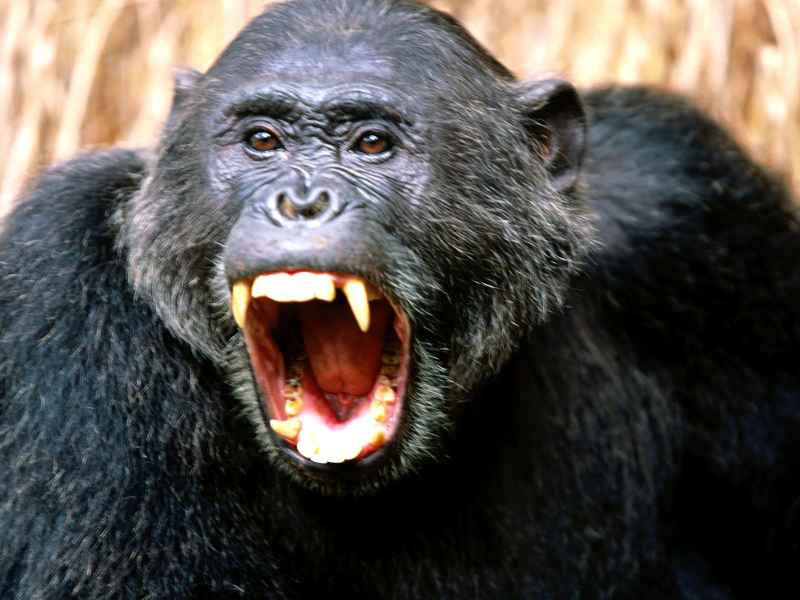 Злая обезьяна шимпанзе Травоядные картинки, обои рабочий стол