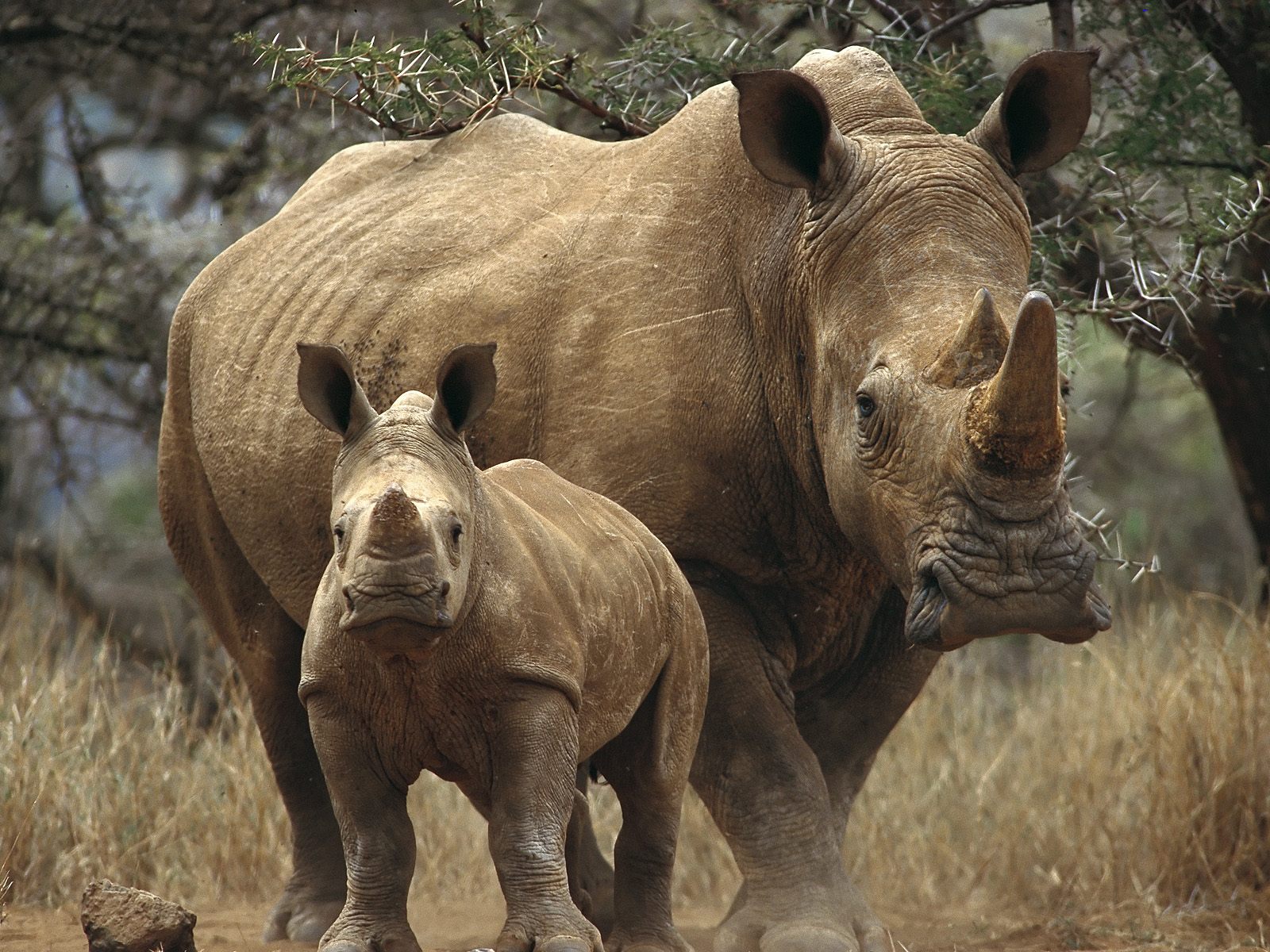Носорог и носорожег в саванне Травоядные картинки, обои рабочий стол