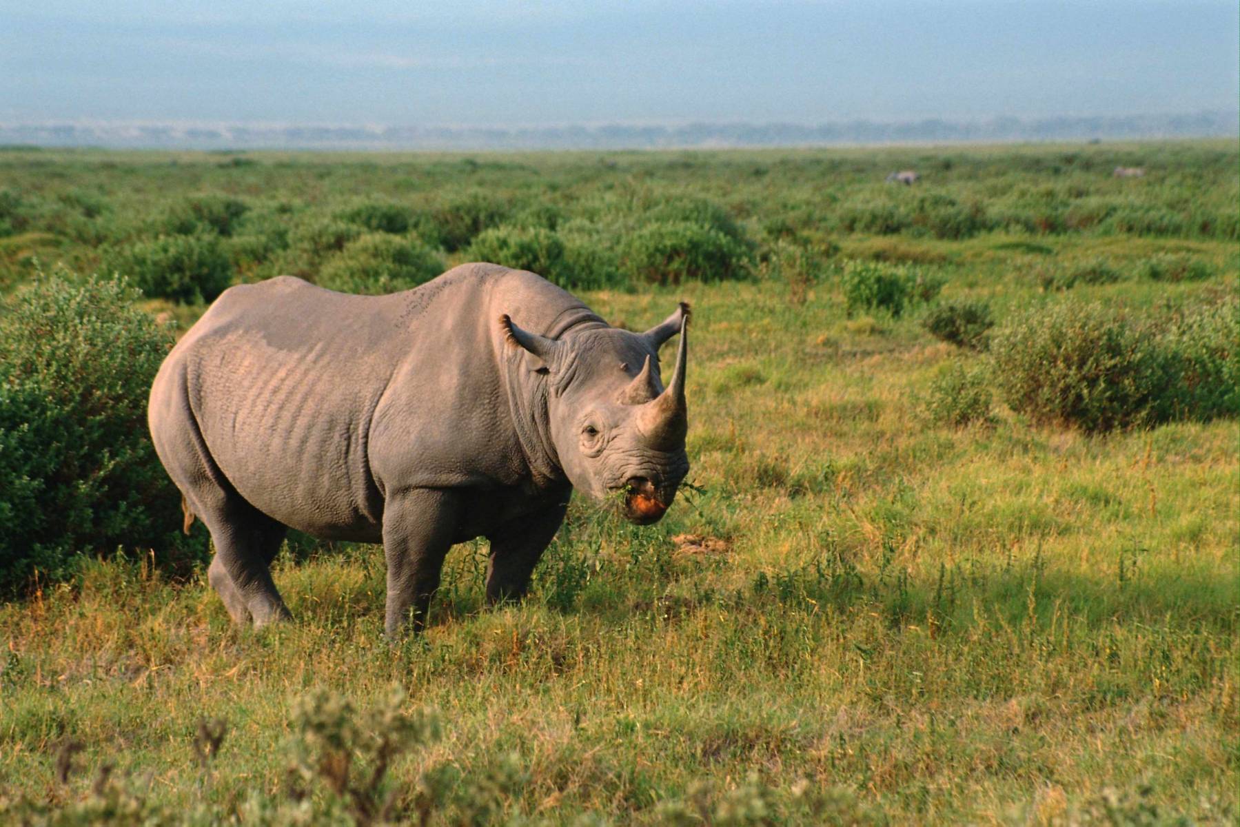 Носорог на фоне зеленого поля Травоядные картинки, обои рабочий стол