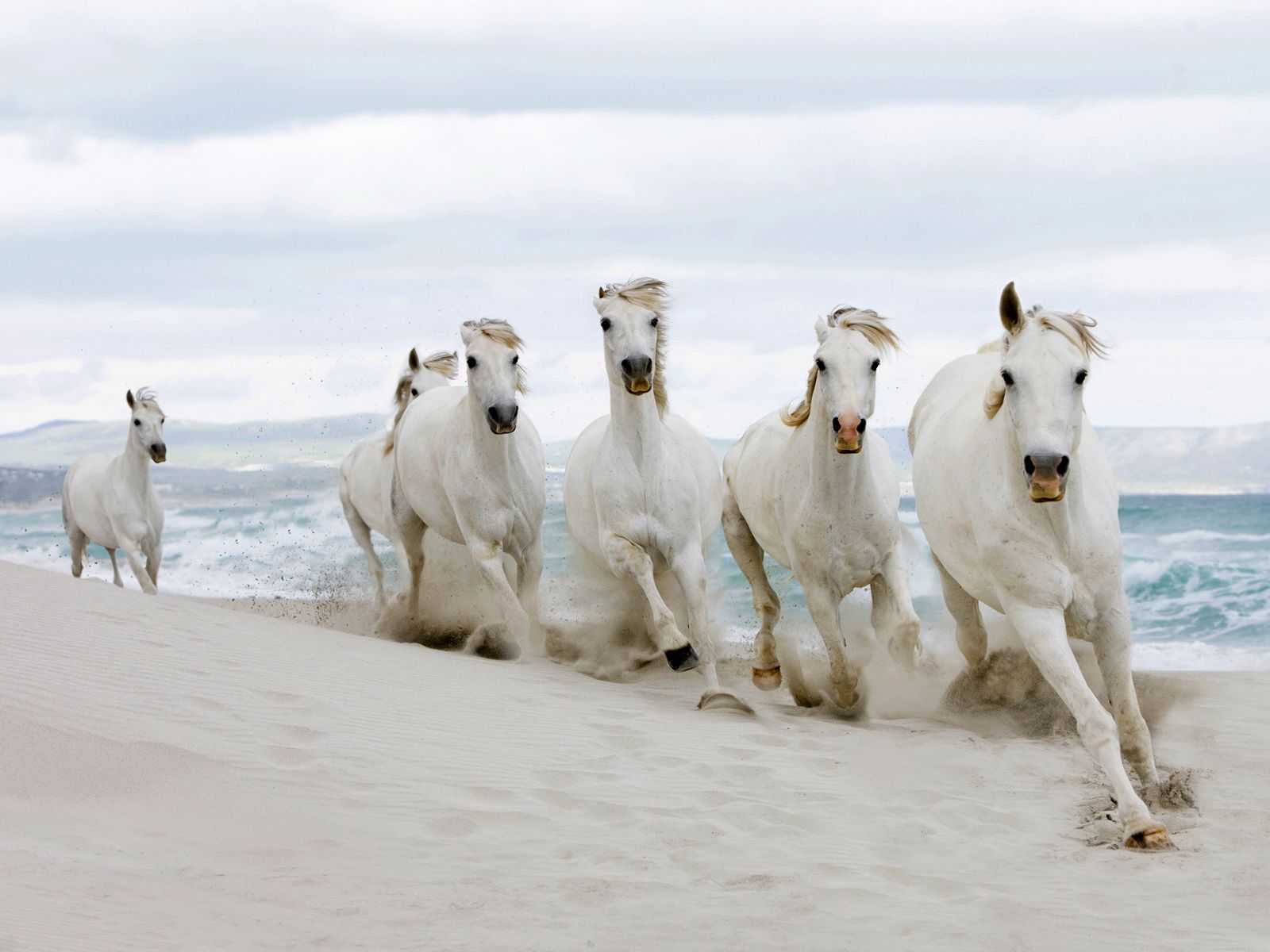 Белые лошади, по пляжу, рысью Травоядные картинки, обои рабочий стол