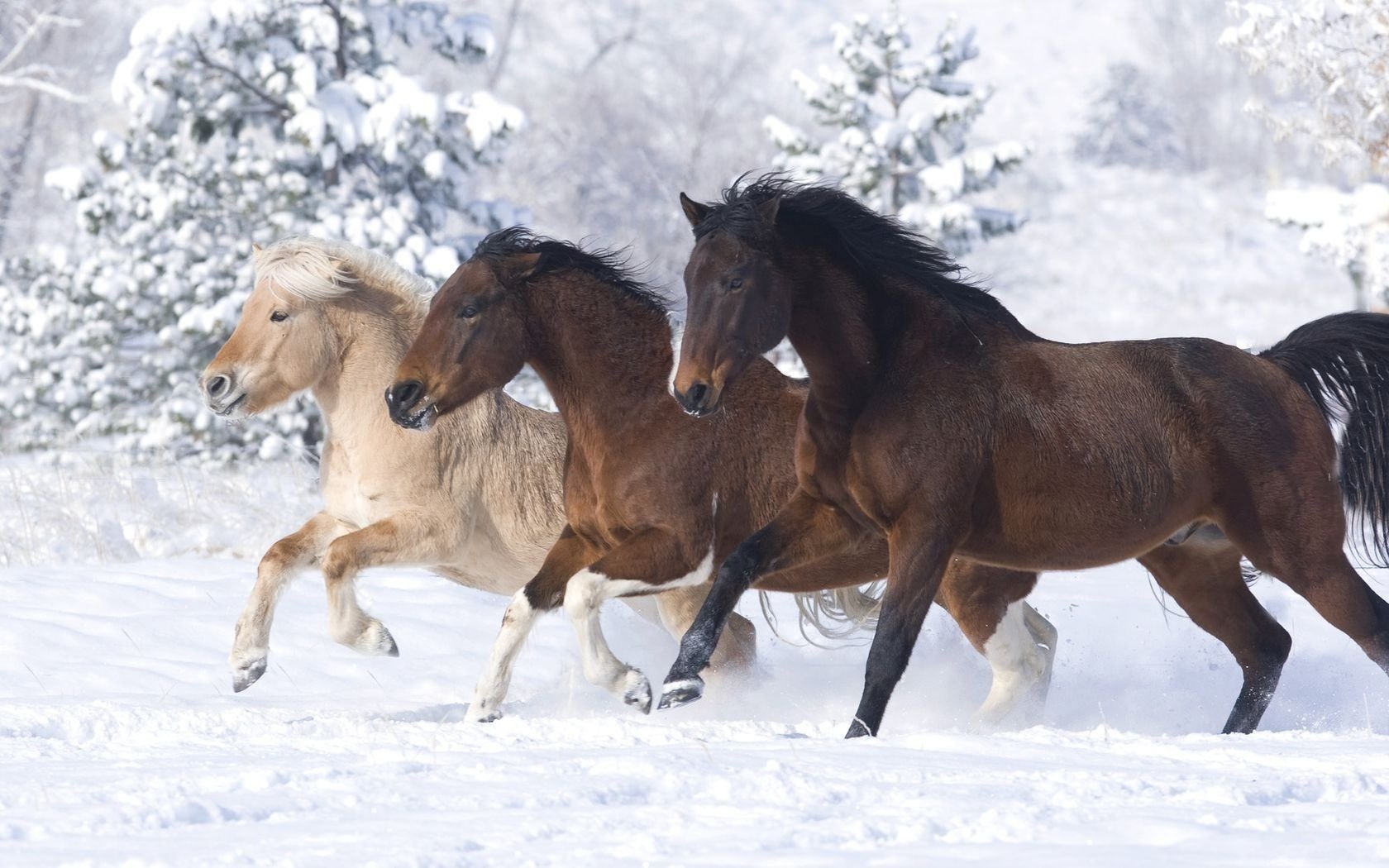 Лошади на снегу Травоядные картинки, обои рабочий стол