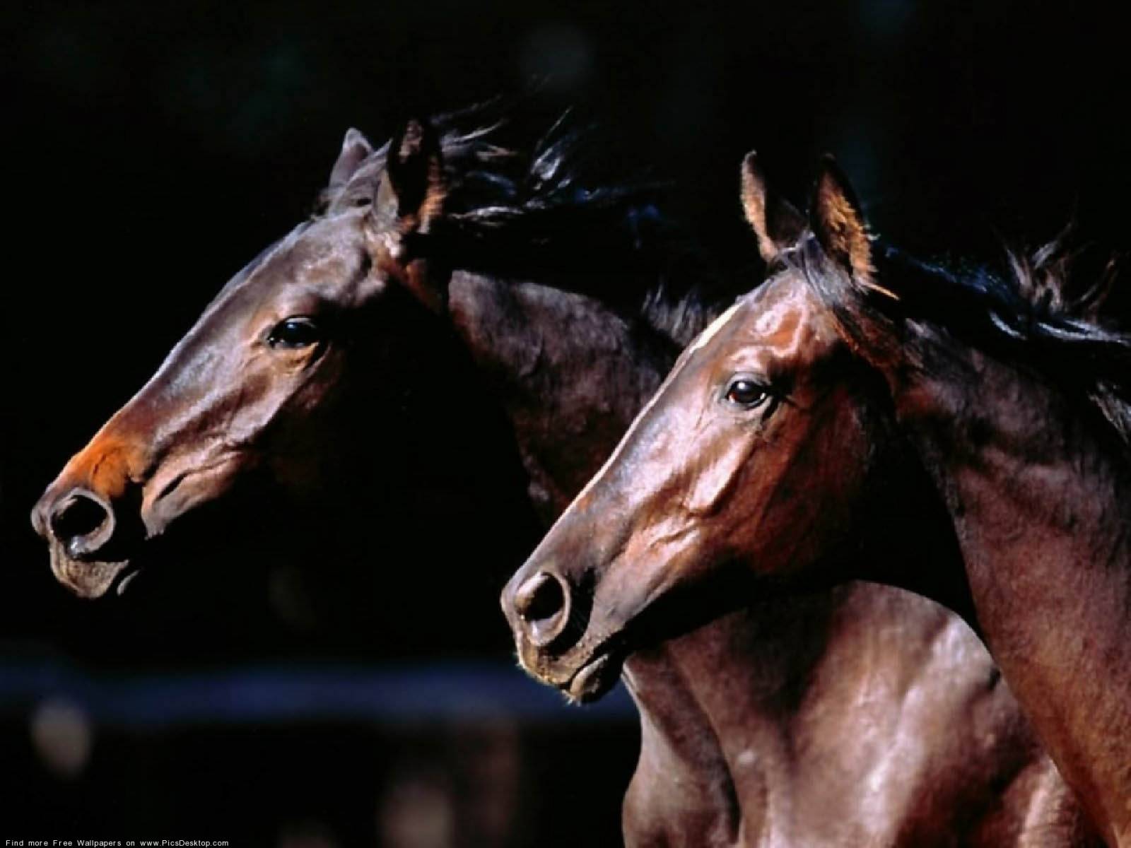 Конь и Лошадь Травоядные картинки, обои рабочий стол