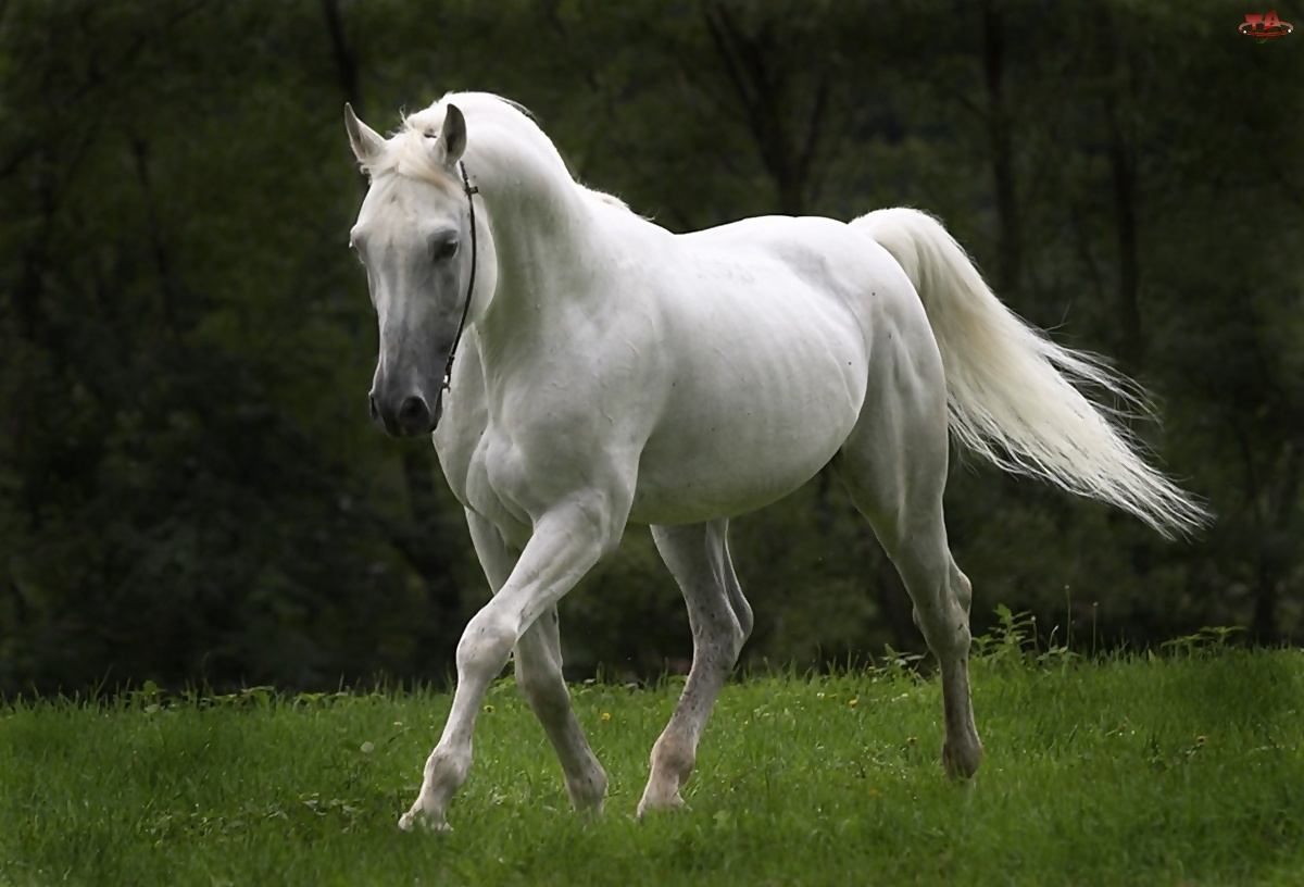 Красивая белая лошадь Травоядные картинки, обои рабочий стол
