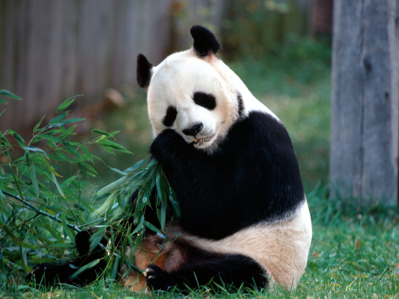 Взрослая панда ест листву Травоядные картинки, обои рабочий стол