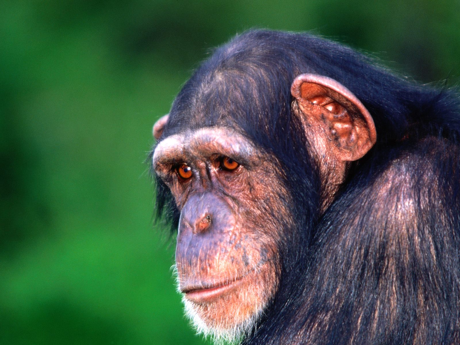 Задумчивая шимпанзе Травоядные картинки, обои рабочий стол