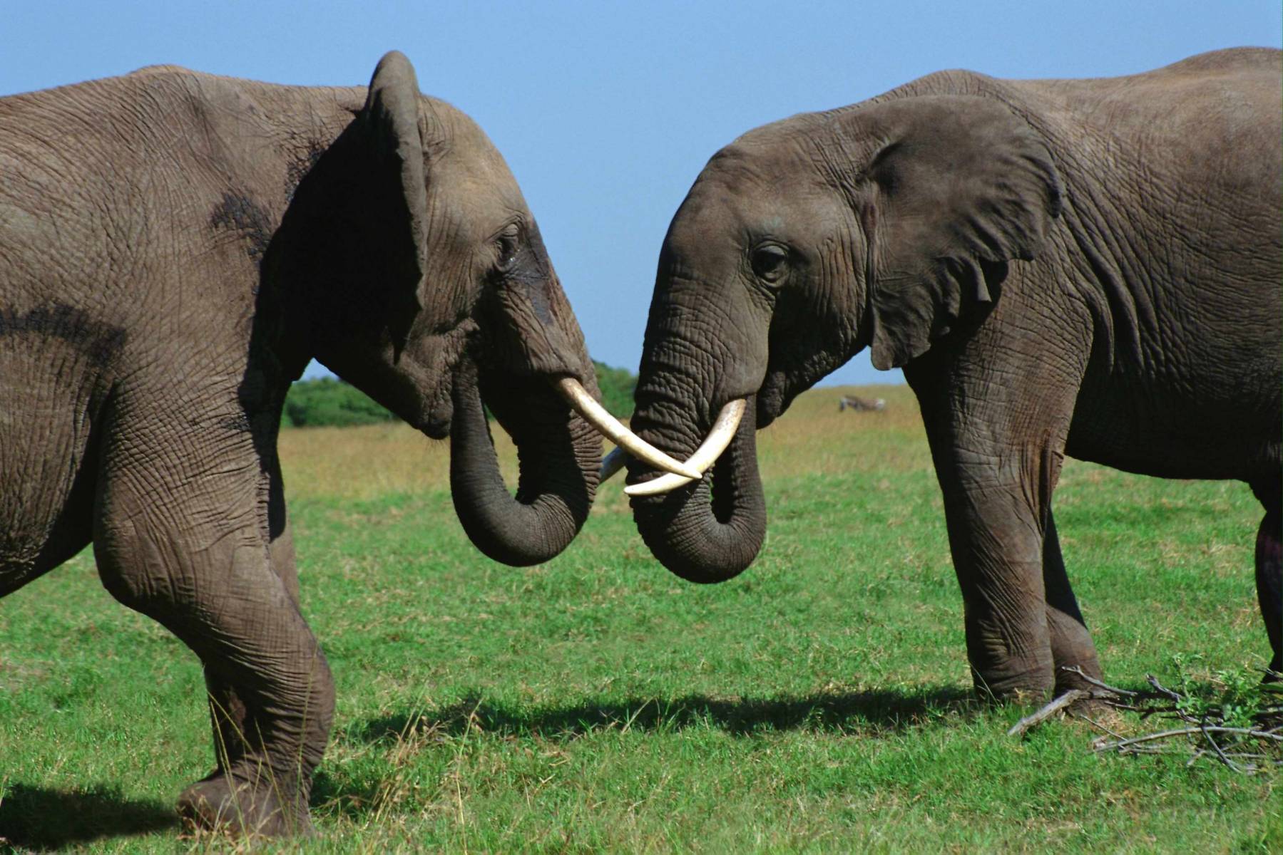 Слоны спорят за территорию на зеленом поле Травоядные картинки, обои рабочий стол