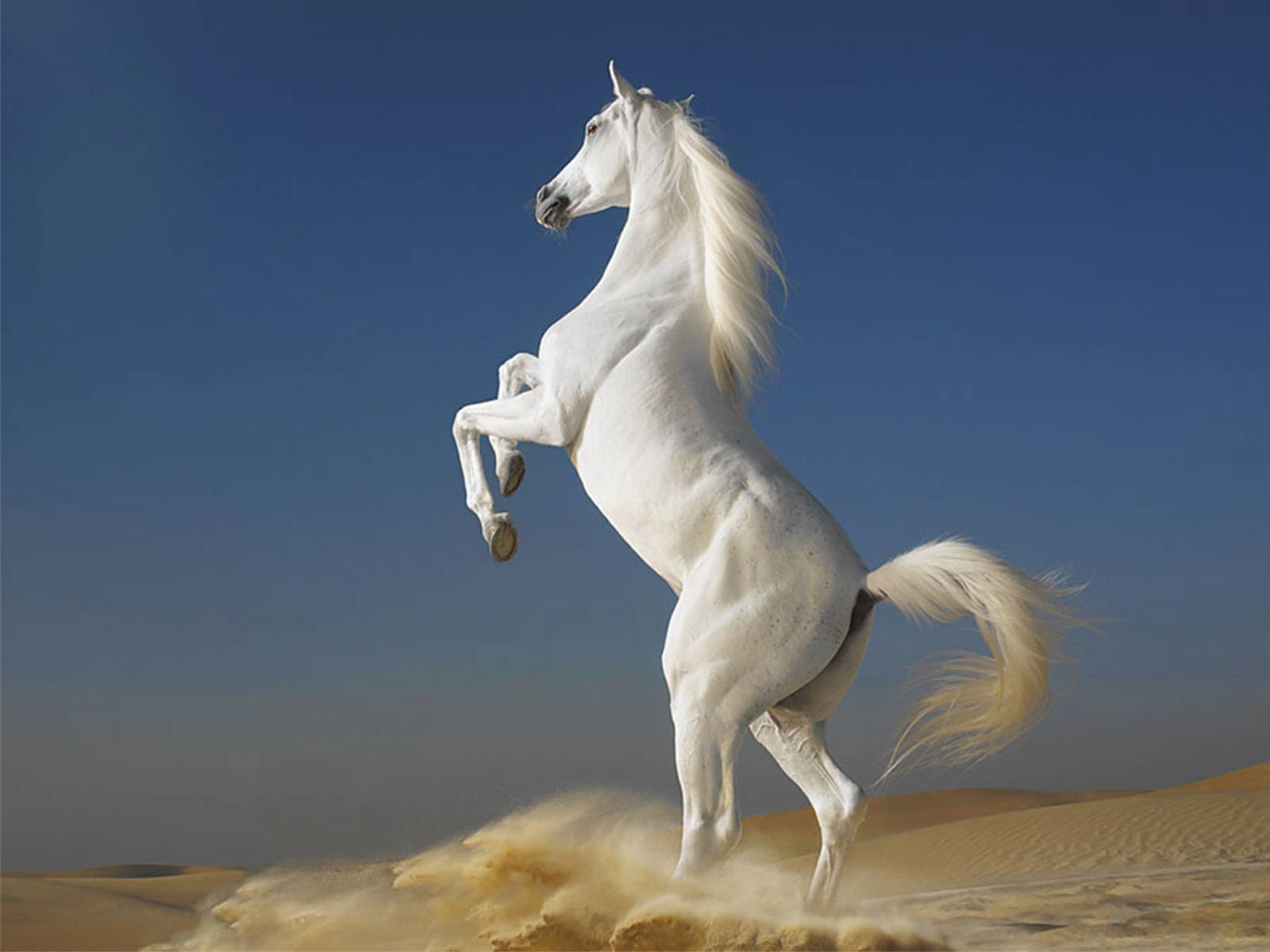 Белый конь Травоядные картинки, обои рабочий стол