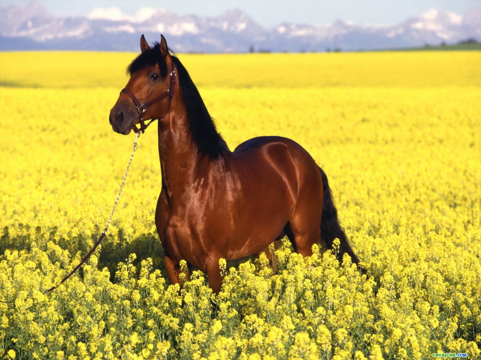 Лошадь в поле Травоядные картинки, обои рабочий стол
