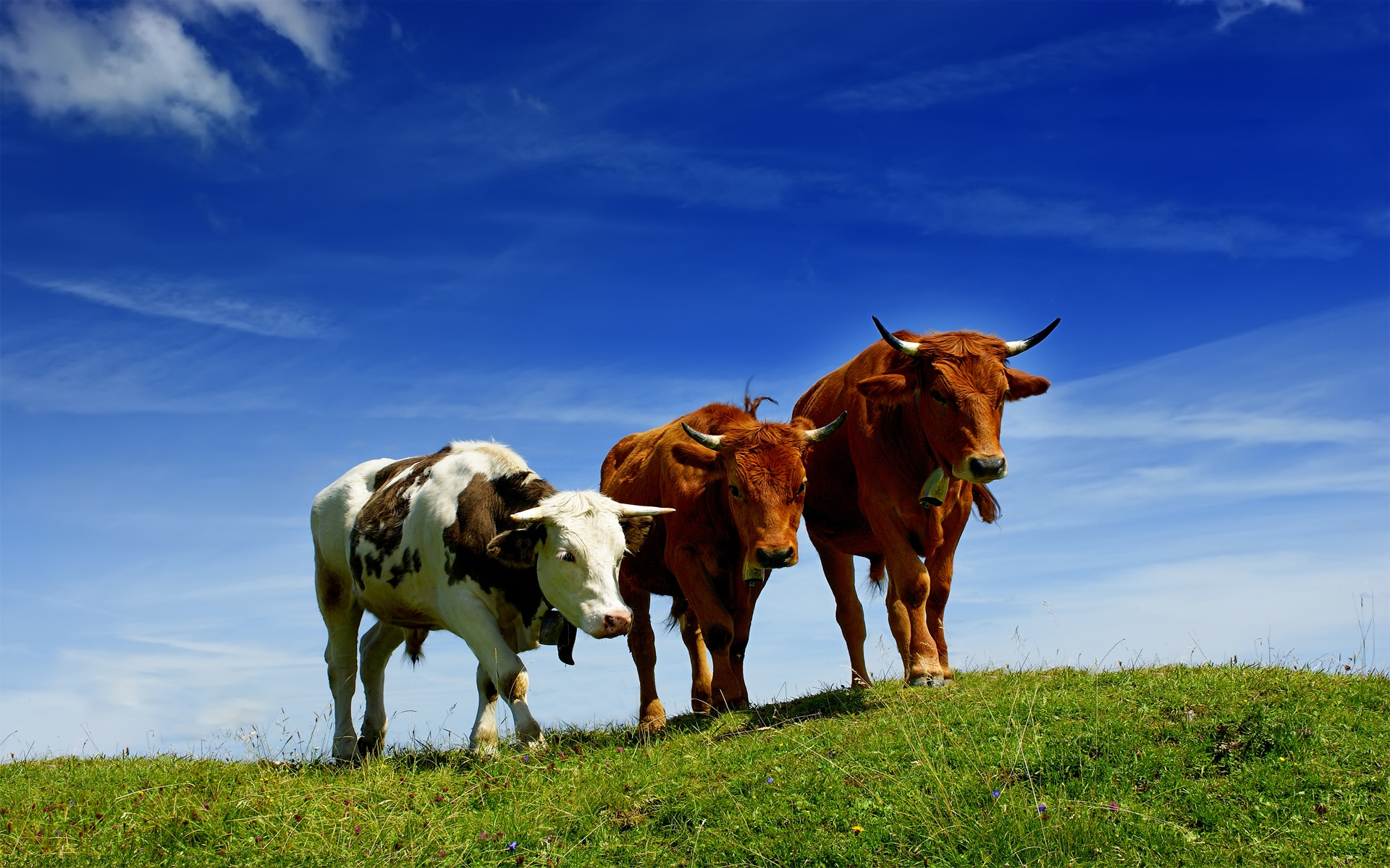 коровы на лугу Травоядные картинки, обои рабочий стол