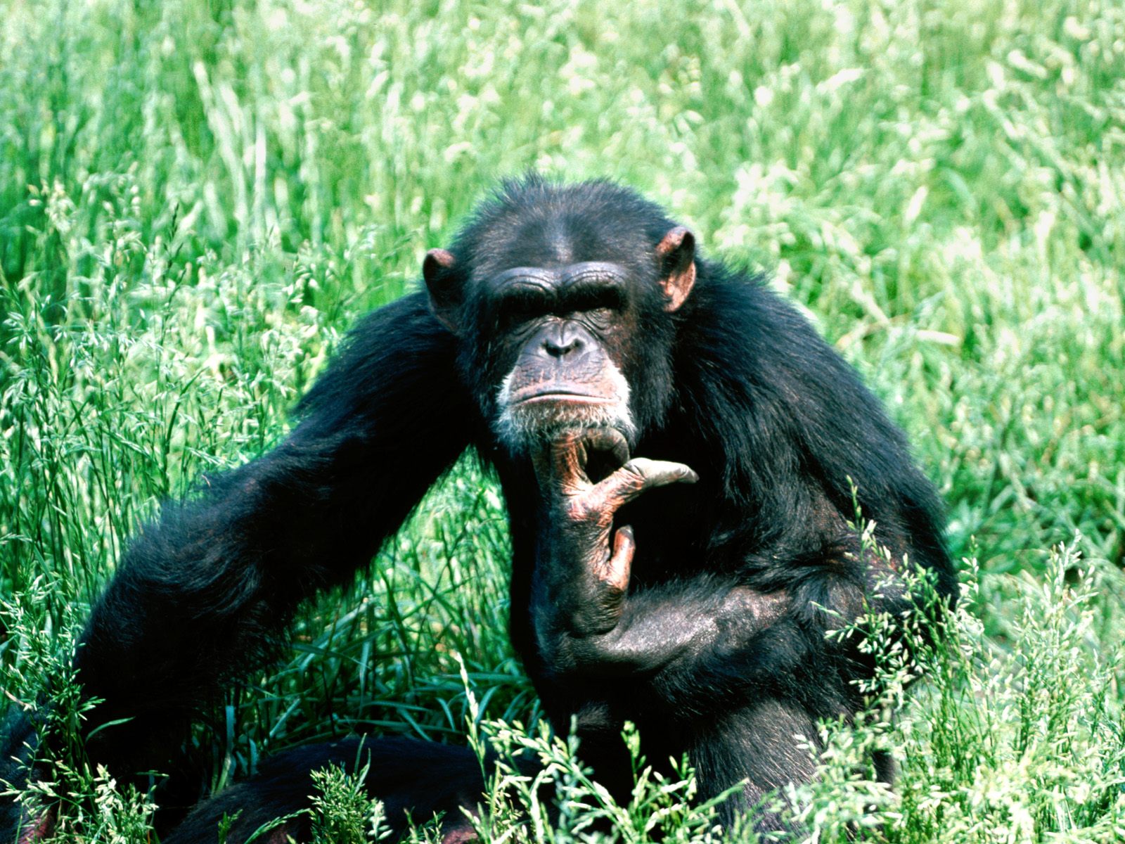 Шимпанзе в траве Травоядные картинки, обои рабочий стол