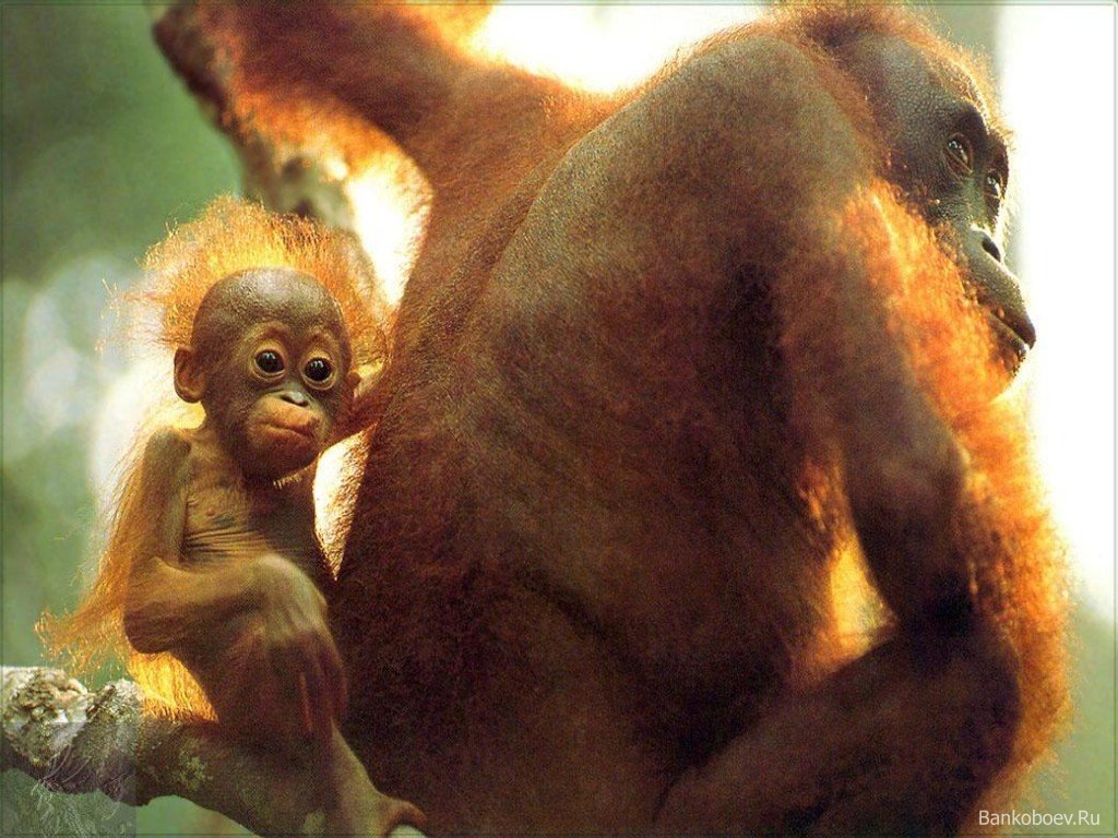 Маленькая обезьянка с мамой Травоядные картинки, обои рабочий стол