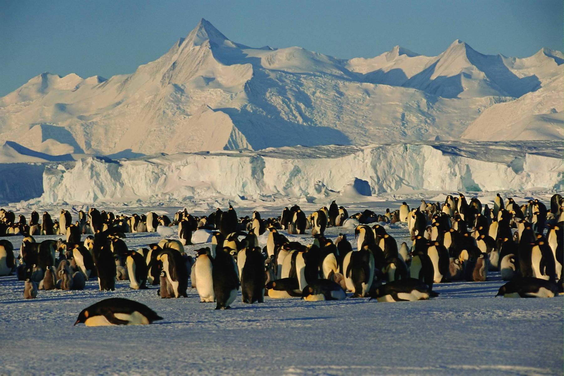 Пингвины на фоне заснеженных гор Антарктики Птицы картинки, обои рабочий стол