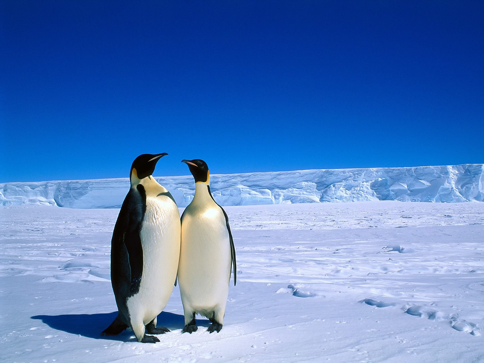 Чита королевских пингвинов на фоне снега Птицы картинки, обои рабочий стол