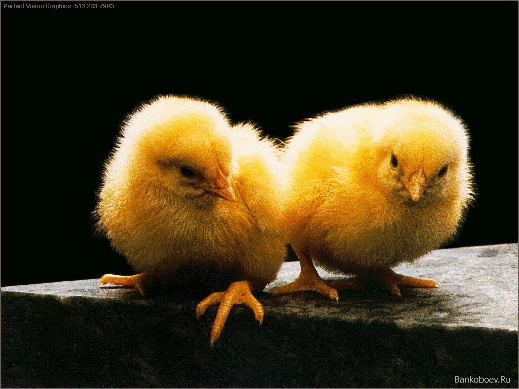 Желтые цыплята Птицы картинки, обои рабочий стол