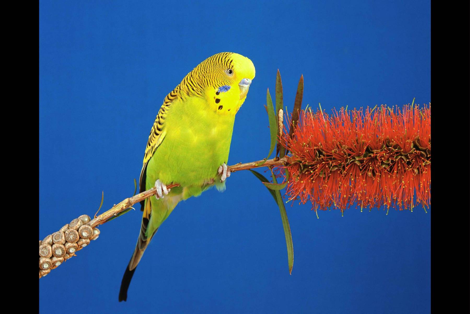 Яркий желто-зеленый попугай на синем фоне Птицы картинки, обои рабочий стол