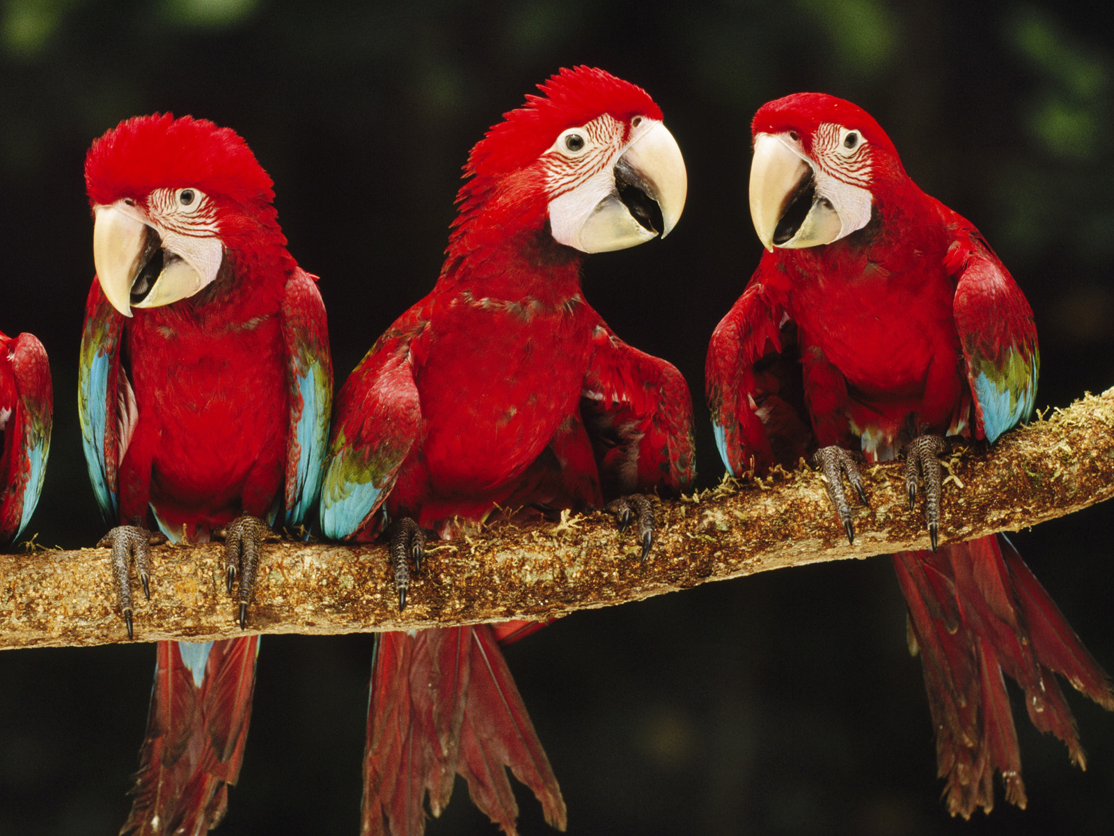 красные попугаи Птицы картинки, обои рабочий стол