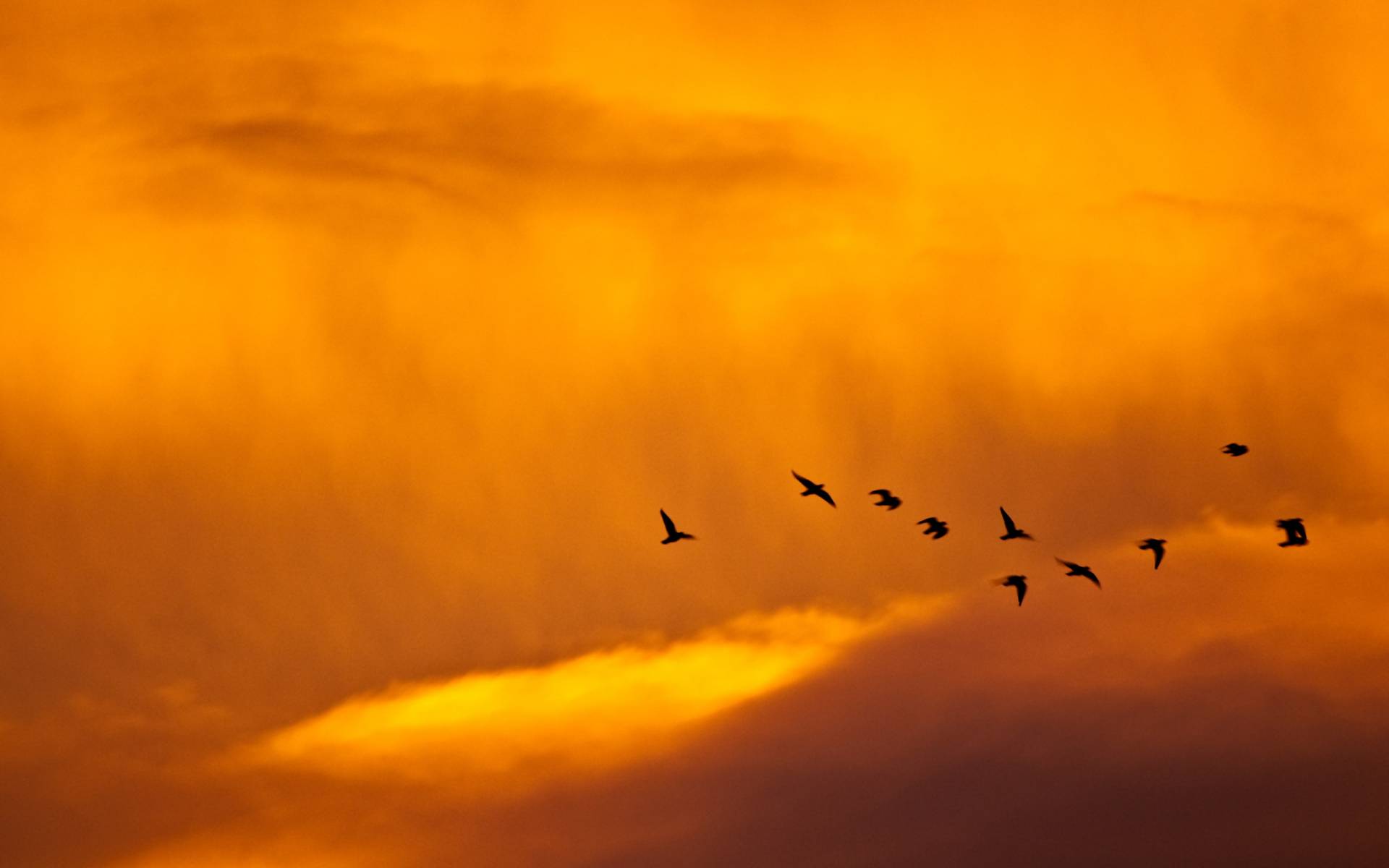 Перелет птиц, оранжевое небо, закат Птицы картинки, обои рабочий стол