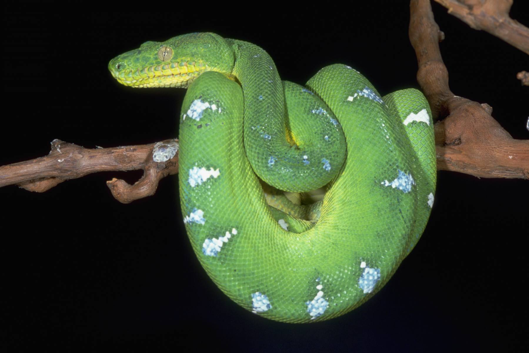 Зеленая красочная змея Пресмыкающиеся картинки, обои рабочий стол