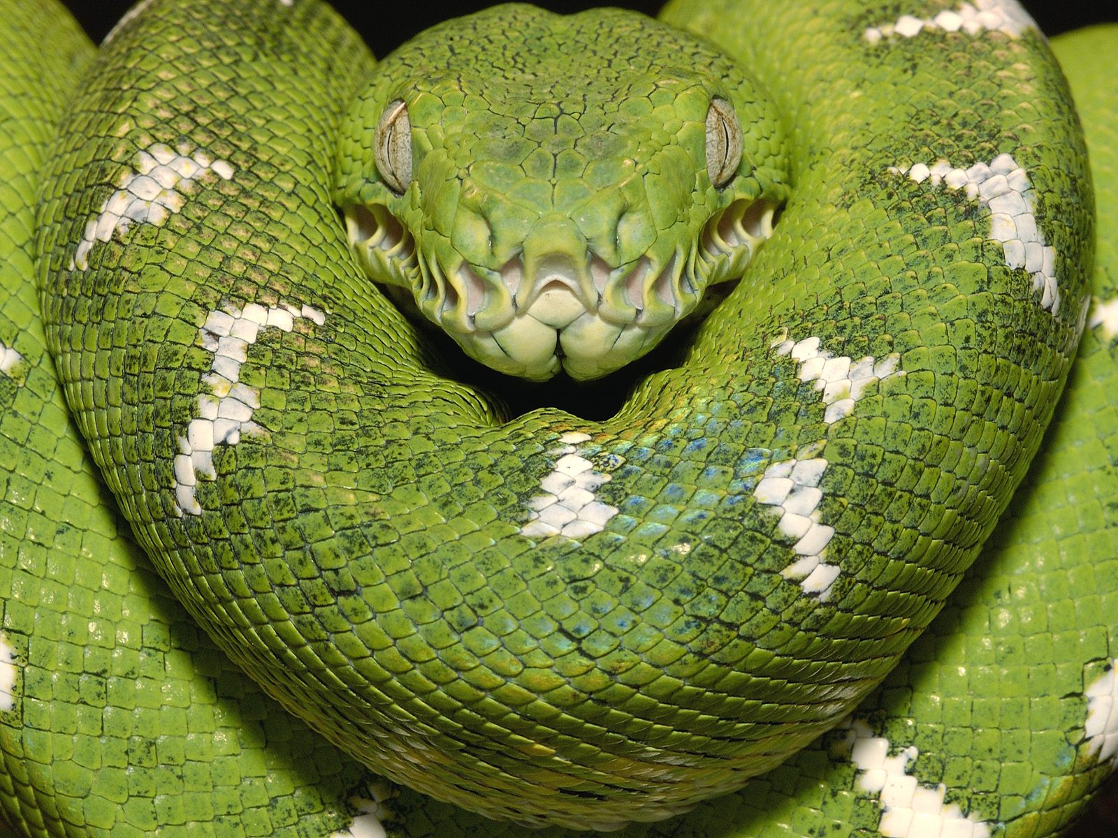 Огромная зеленая змея кольцами Пресмыкающиеся картинки, обои рабочий стол