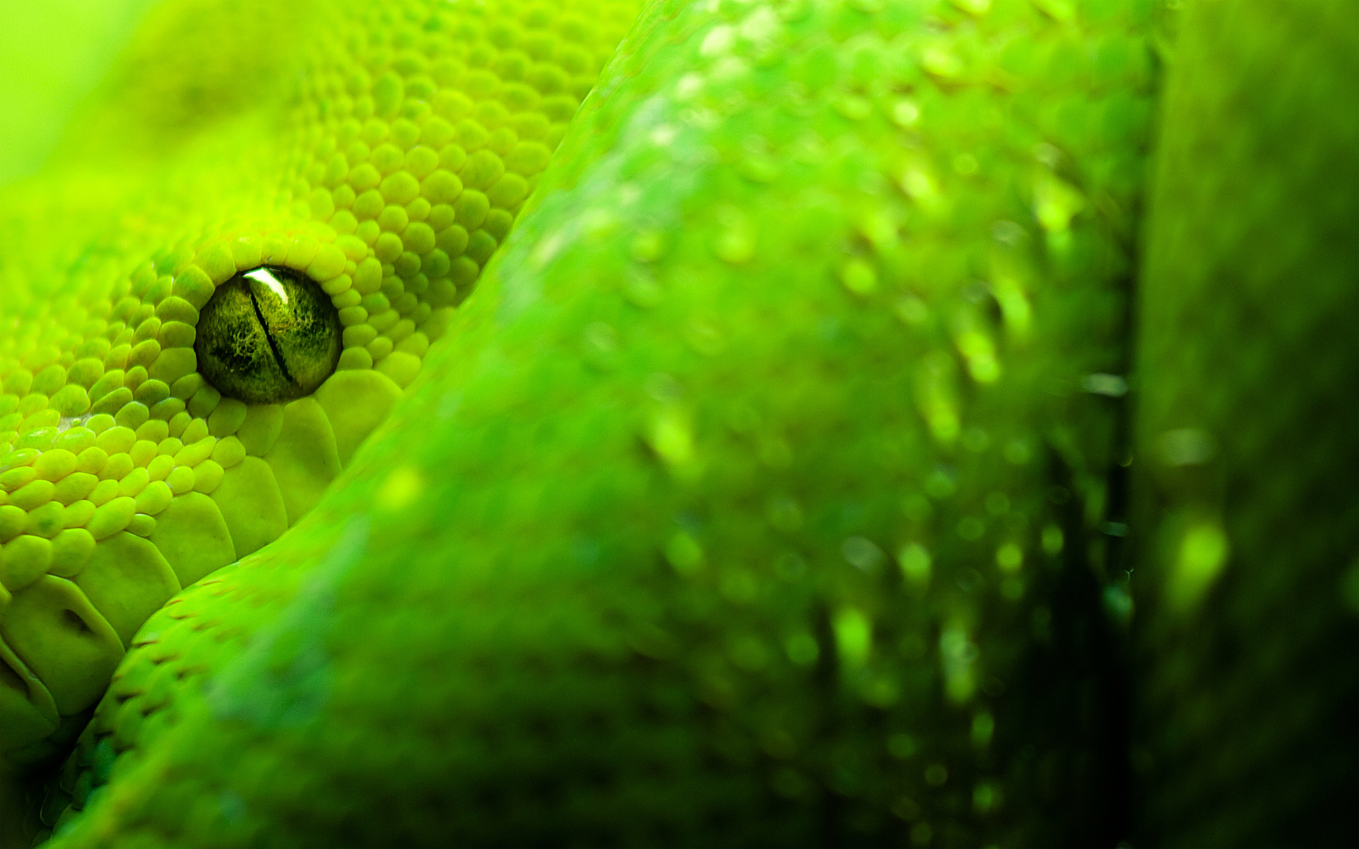 Змея вблизи, крупным планом, зеленая Пресмыкающиеся картинки, обои рабочий стол