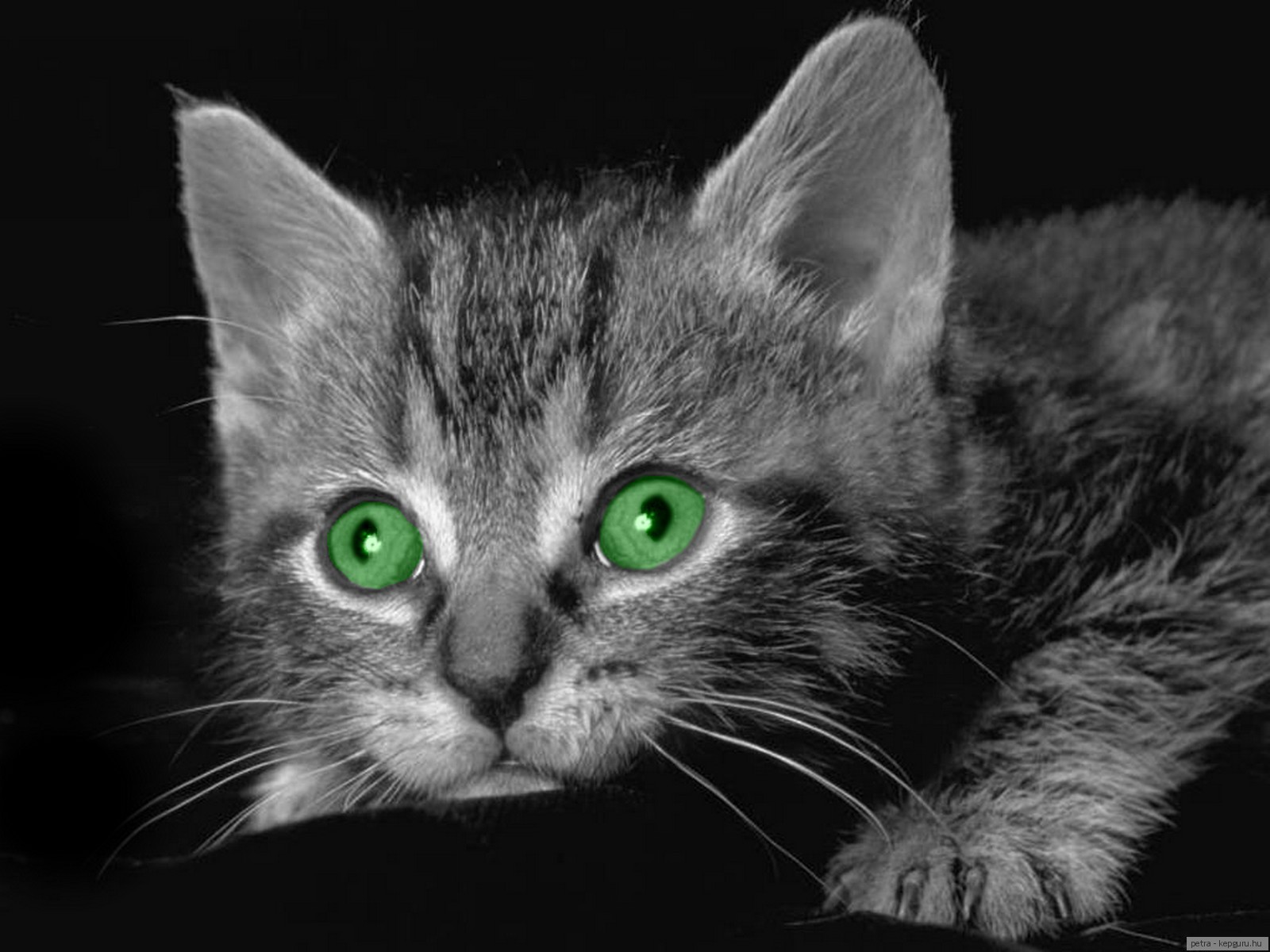 Серый котенок с зелеными глазами