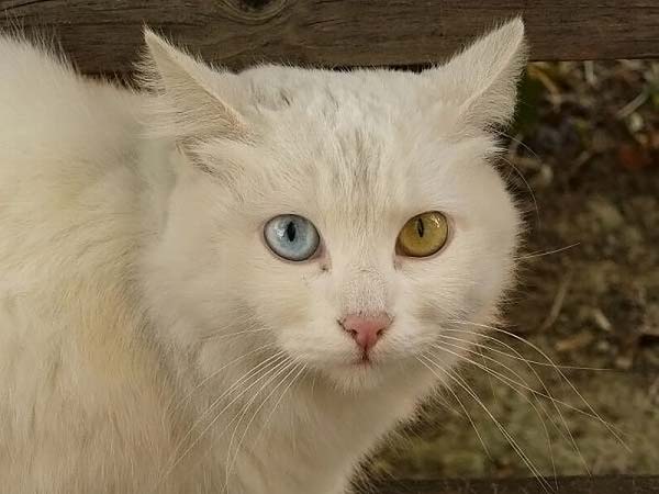 Белый кот с гетерохромией HD фото картинки, обои рабочий стол