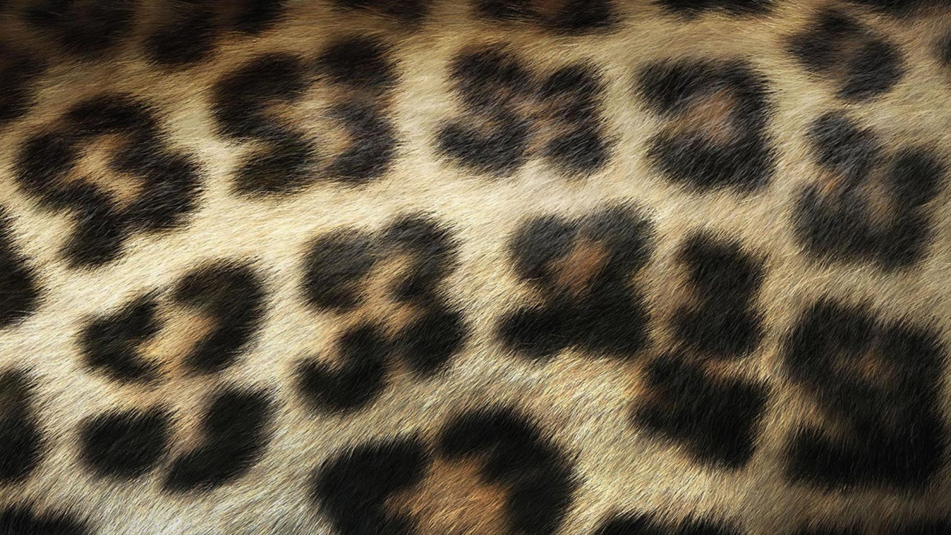 Шкура леопарда HD фото картинки, обои рабочий стол
