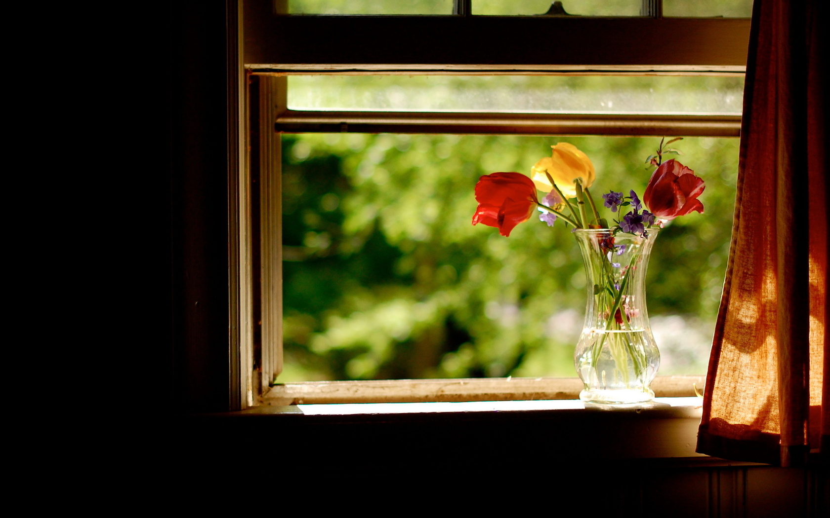 цветы на окне HD фото картинки, обои рабочий стол