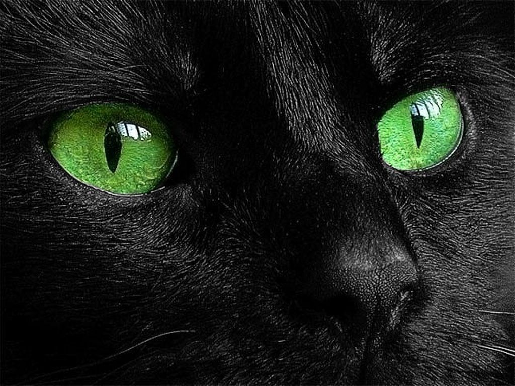Зеленые глаза, черная кошка HD фото картинки, обои рабочий стол