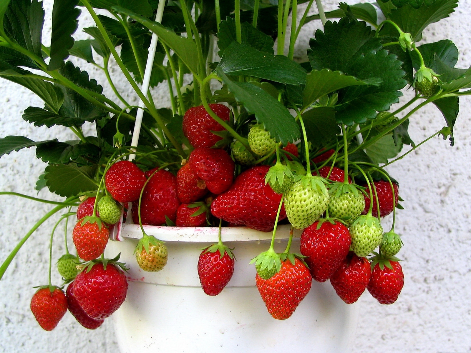 клубника, ягода, листья, плоды, красная, зеленая HD фото картинки, обои рабочий стол