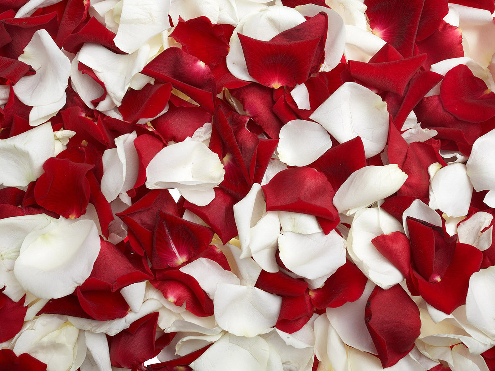 лепестки роз, белые, красные HD фото картинки, обои рабочий стол