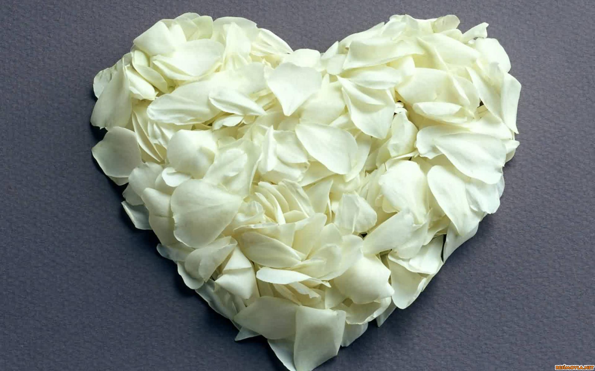 Лепестками белых роз. Сердце из лепестков. Лепестки белых роз. Сердце из лепестков роз. Сердце из леепесточков.