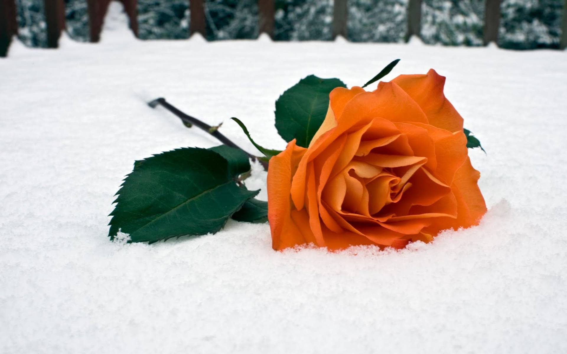 роза на снегу HD фото картинки, обои рабочий стол