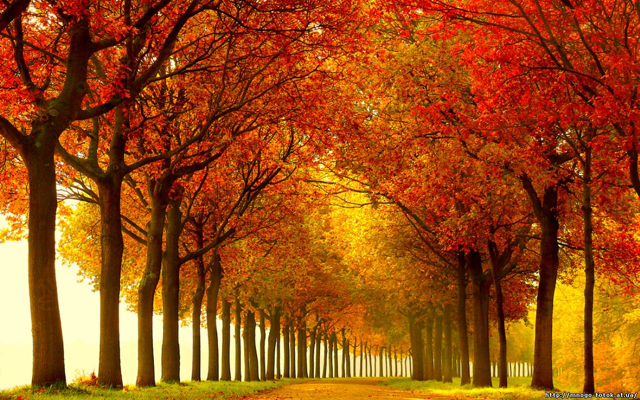 Осенние деревья HD фото картинки, обои рабочий стол