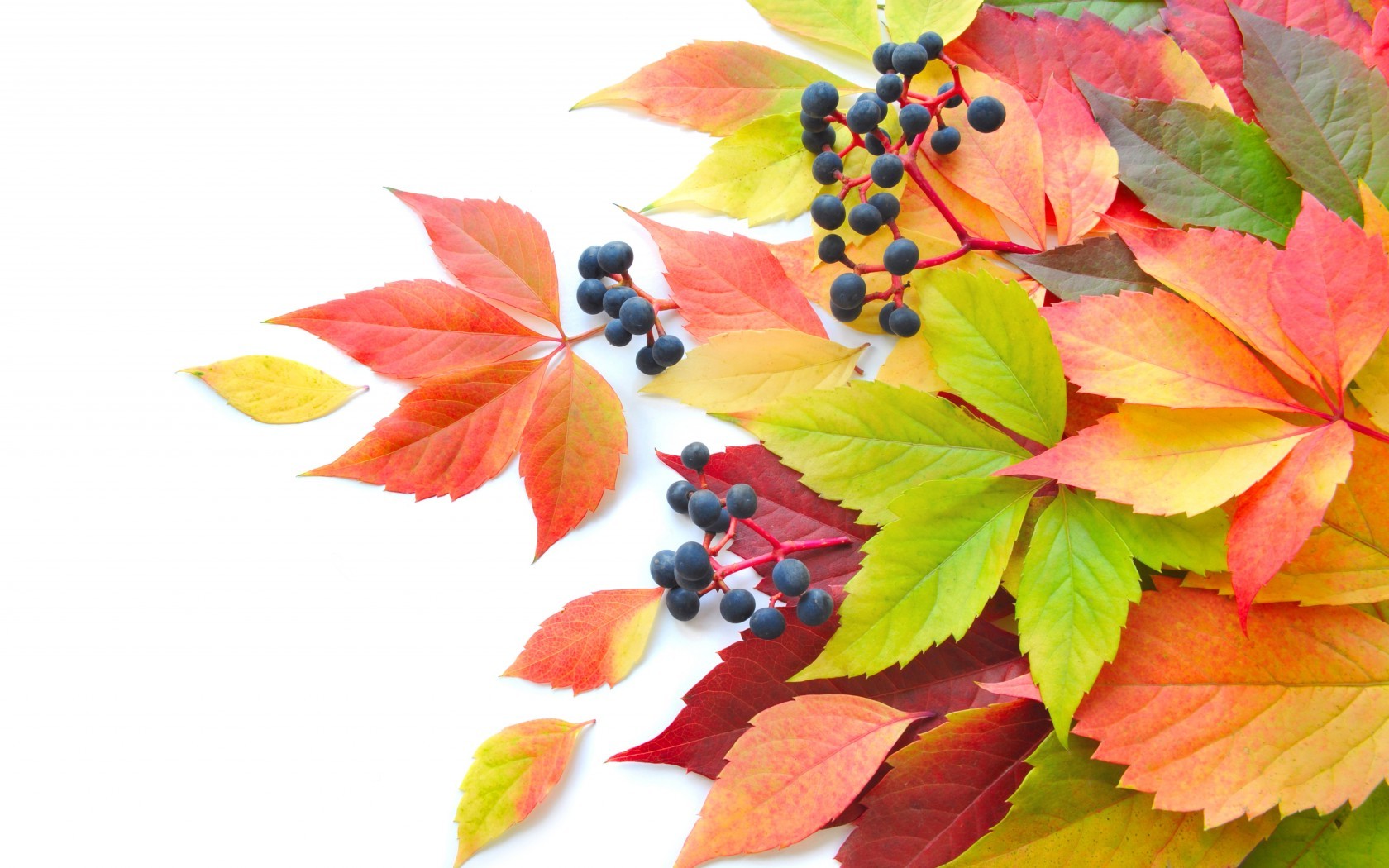 Осенние листья и ягоды