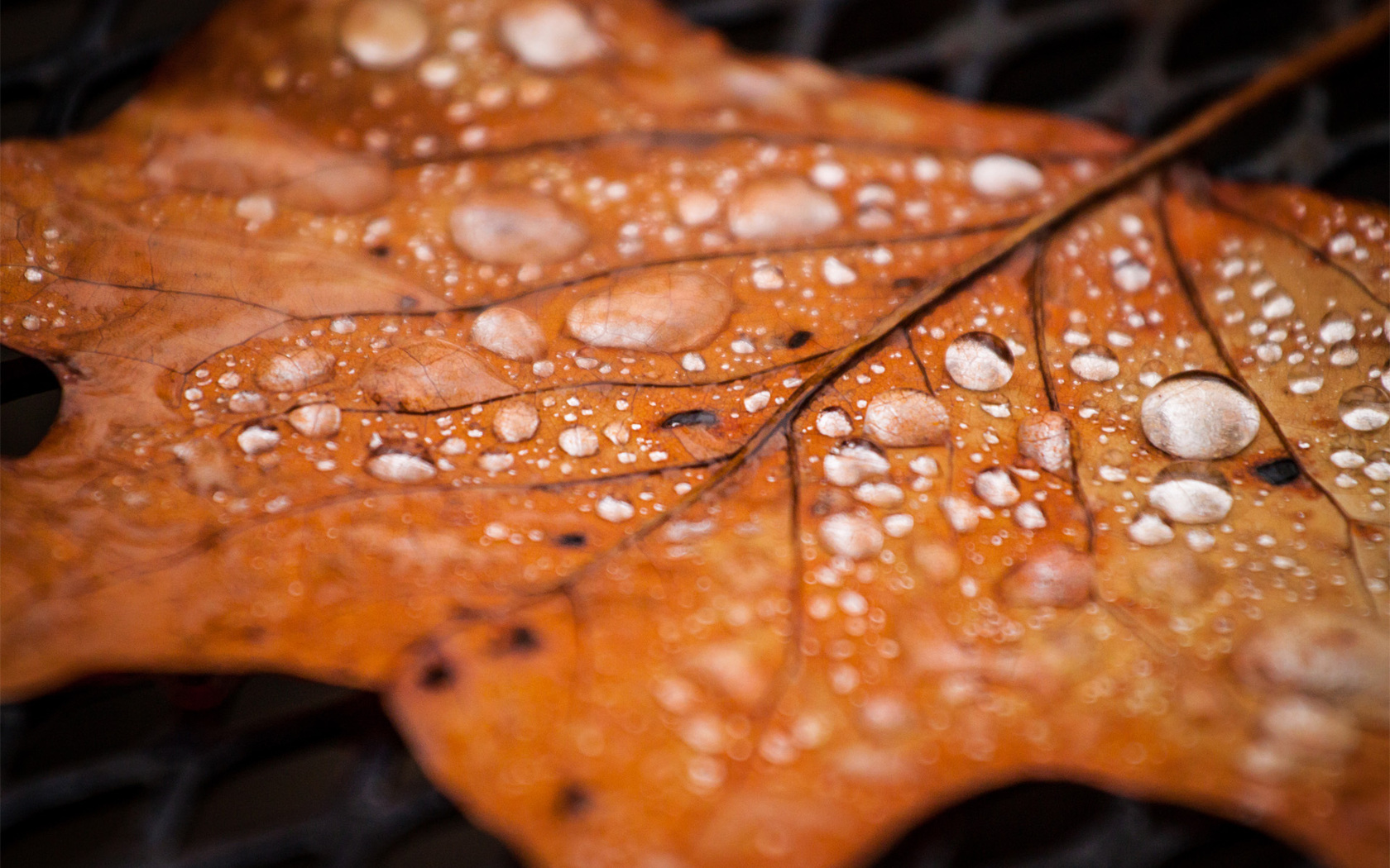 Осень листья капли