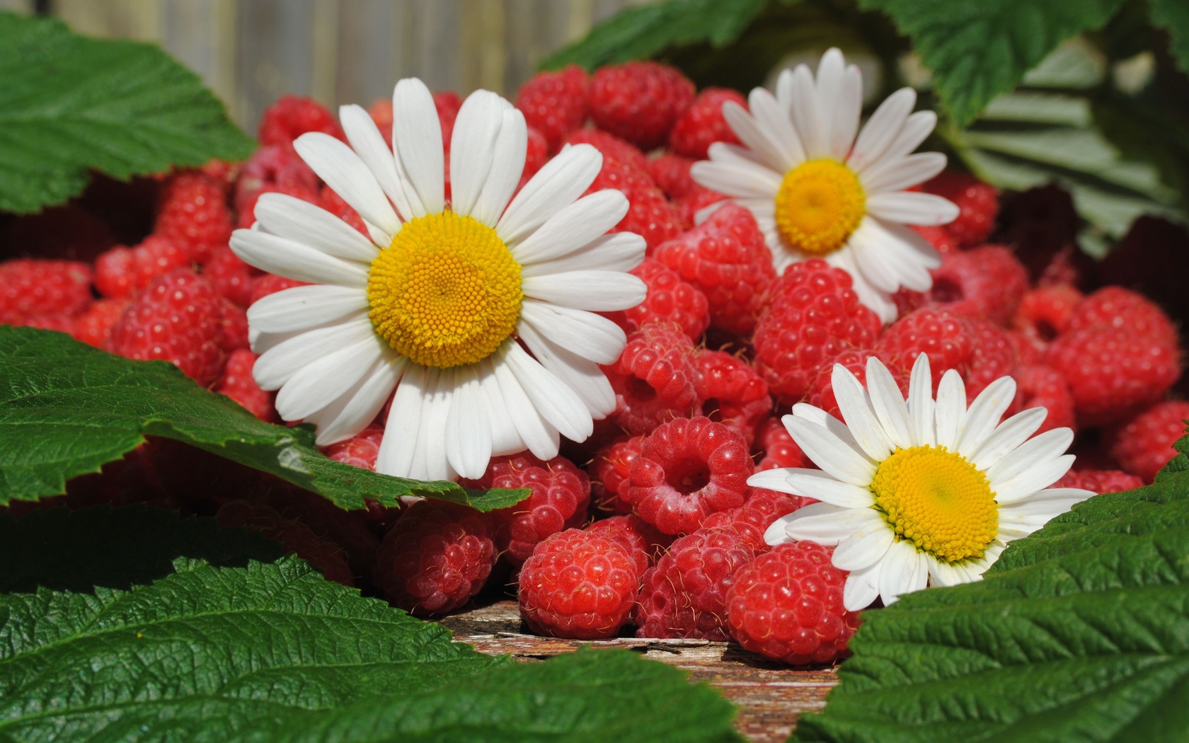 ягоды, малина, цветы, ромашки, листья, лето HD фото картинки, обои рабочий стол