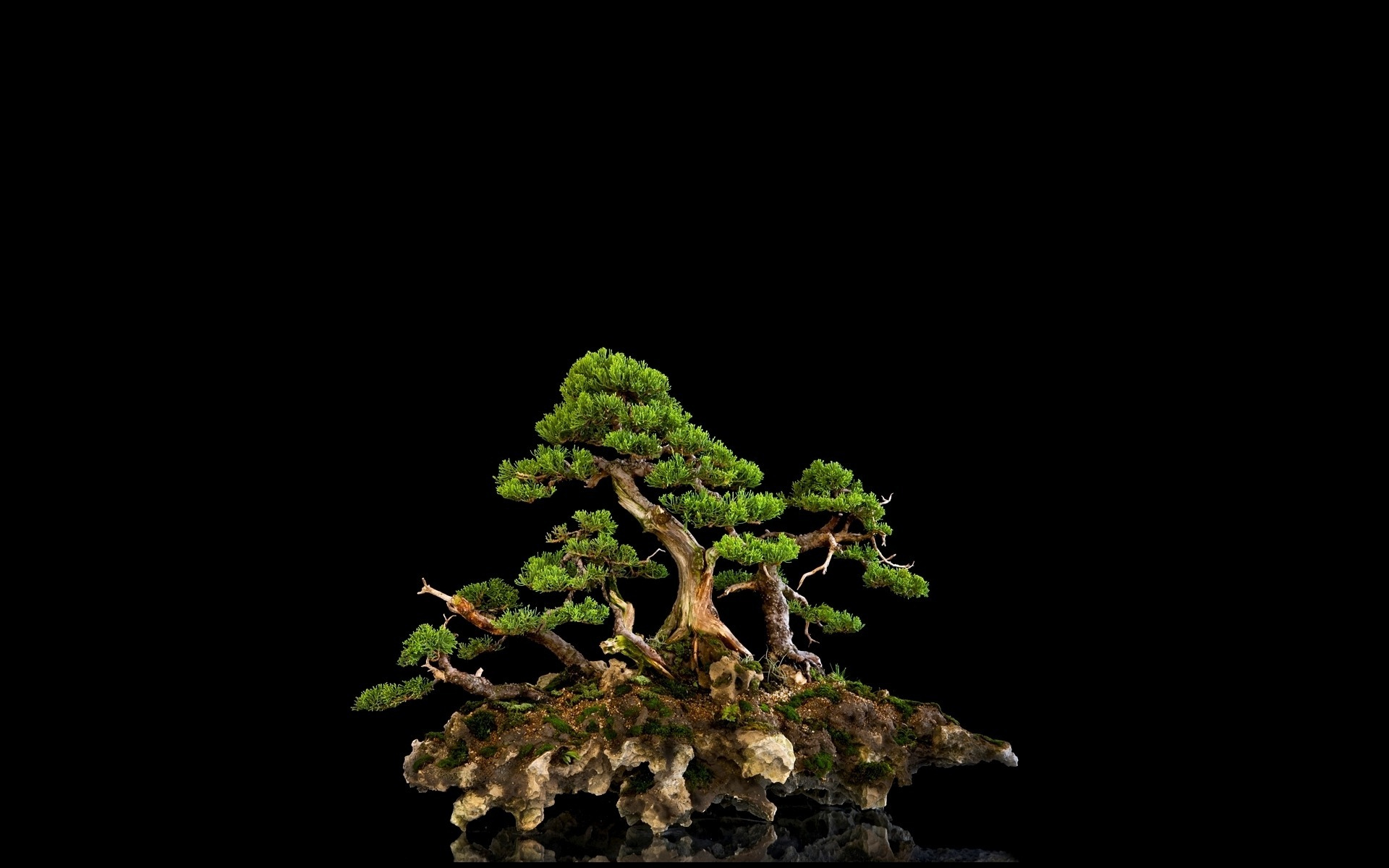 дерево, остров, черный фон HD фото картинки, обои рабочий стол