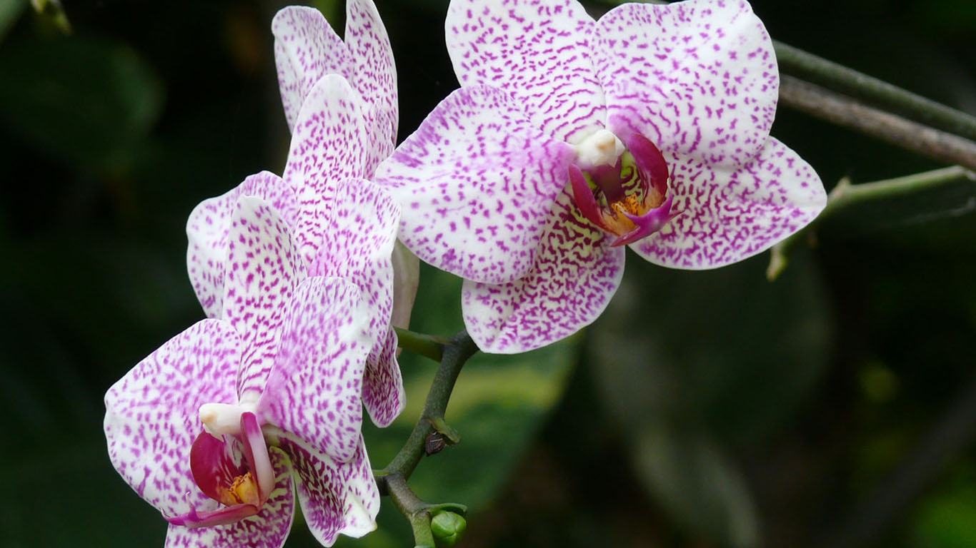 Орхидеи в крап фото с названиями