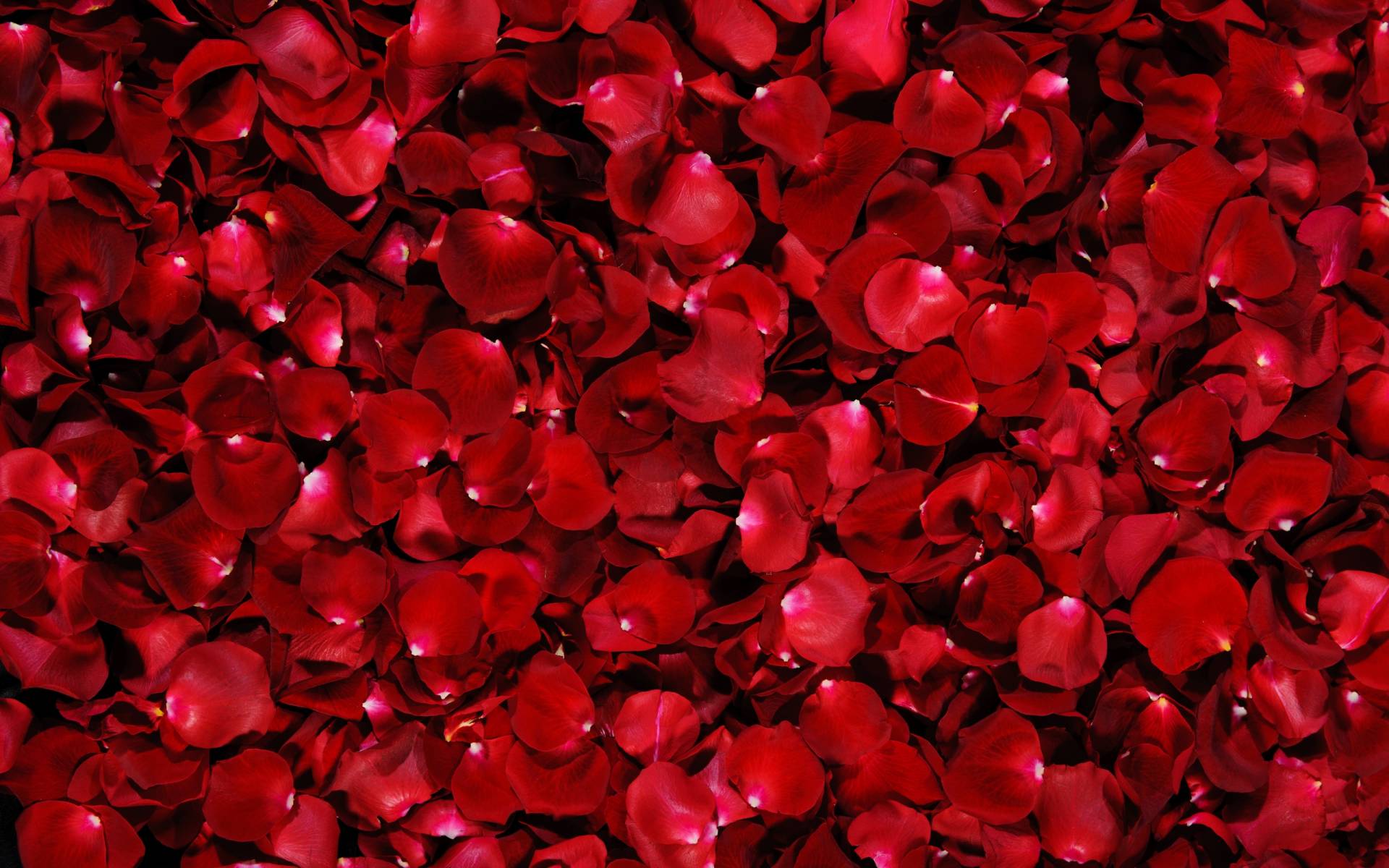 лепестки, роз, красные HD фото картинки, обои рабочий стол