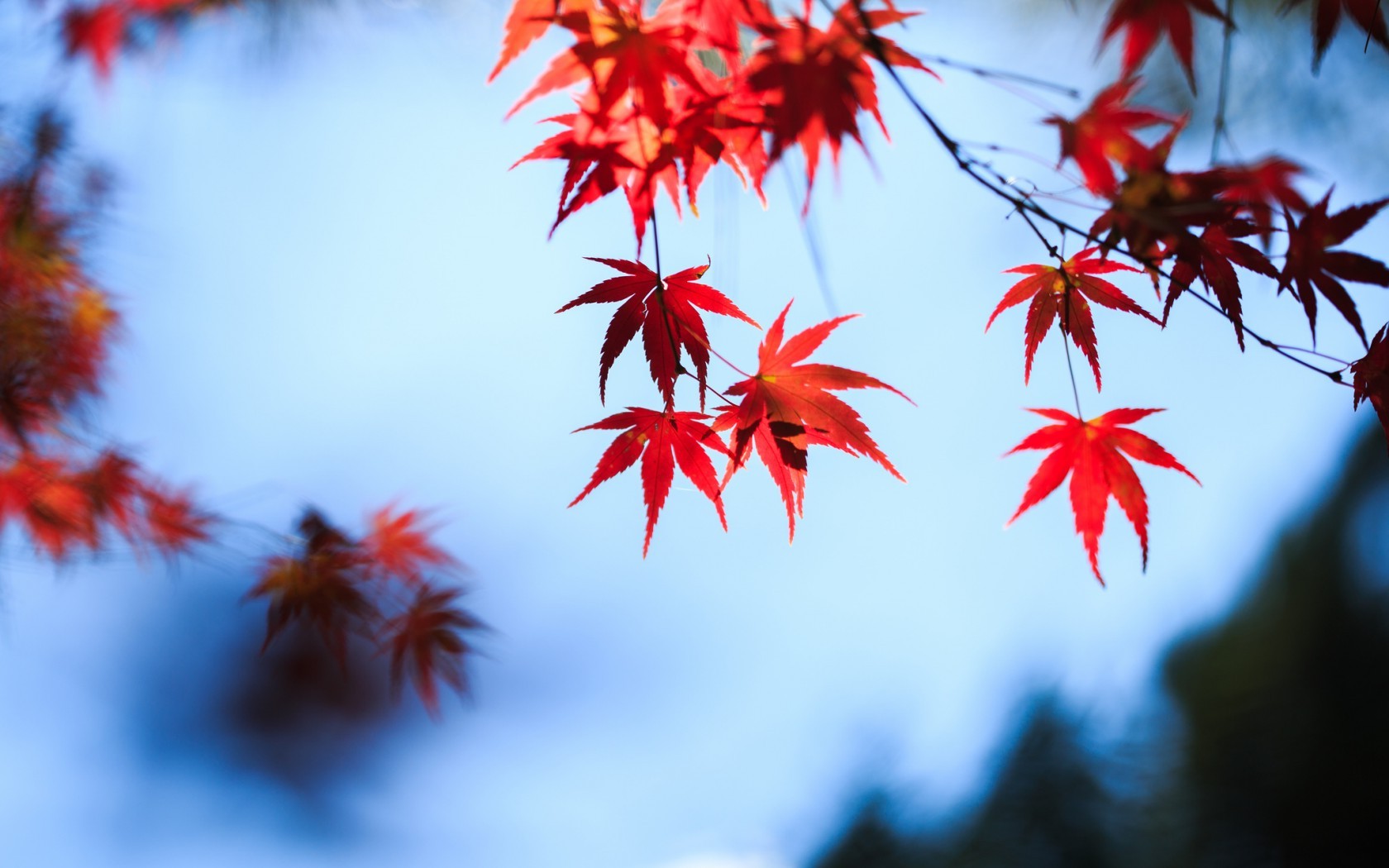 клен, осень, листья, красные, небо HD фото картинки, обои рабочий стол