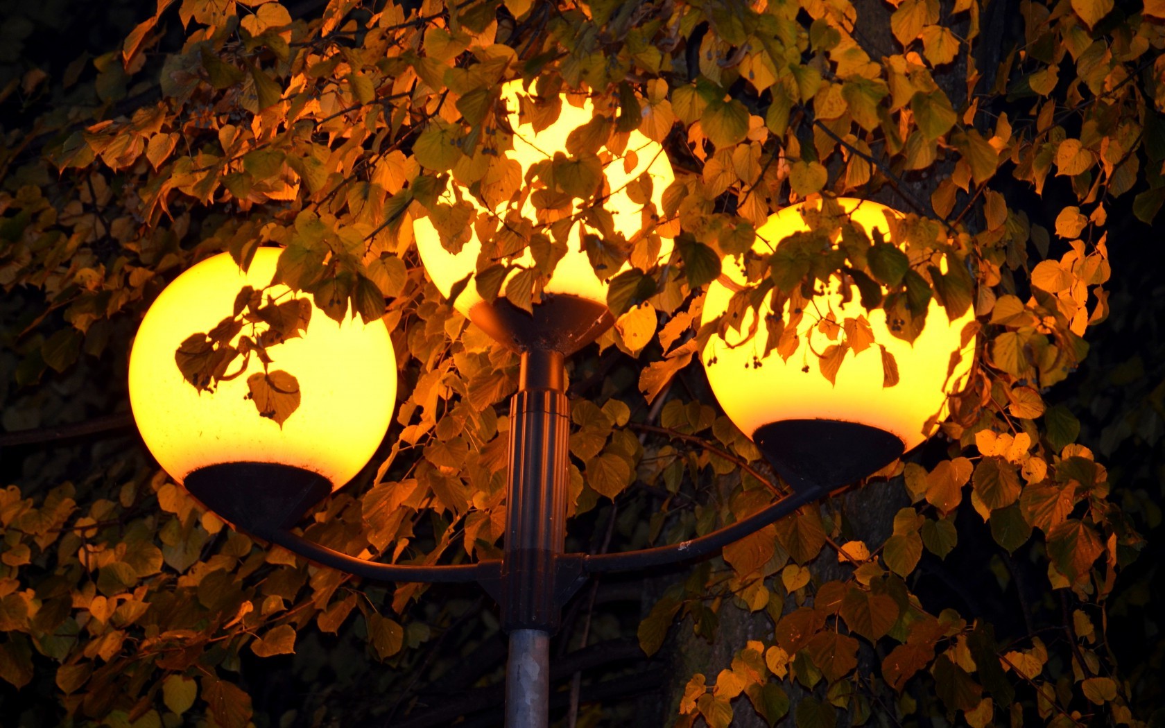 листва, фонарь, огни, свет, жёлтый HD фото картинки, обои рабочий стол